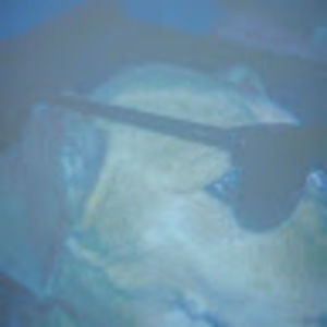 Meet your Posher, Adam